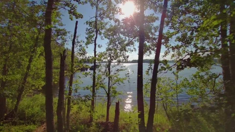 A view from the forest to sunny lake. Moving sideways and sun peaking through Stock Footage 153684335