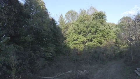 A view of the forest by sunrise 動画素材 200856746