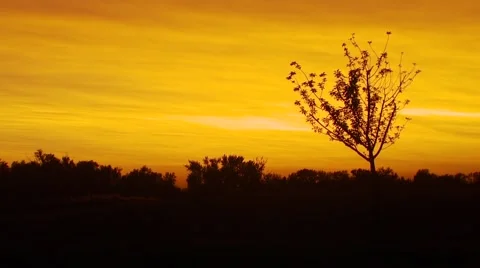 View of forest at sunset Stock Footage 55335259