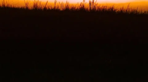 View of forest at sunset Stock Footage 55335313