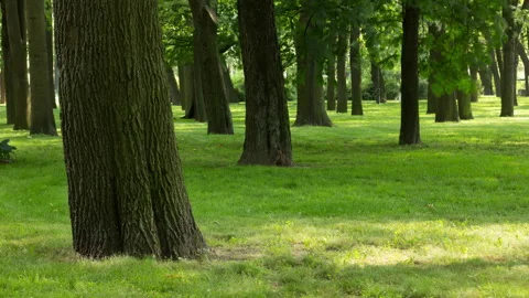 View of forest in sunset spots. Stock Footage 172186355