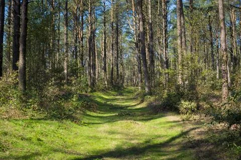 View on a forest in Terras do Mino Biosphere Reserve, Spain where galician .. Stock Photos