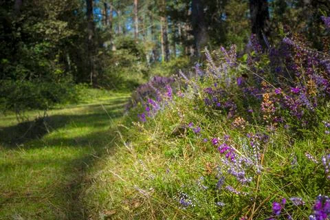 View on a forest in Terras do Mino Biosphere Reserve, Spain where galician .. Stock Photos