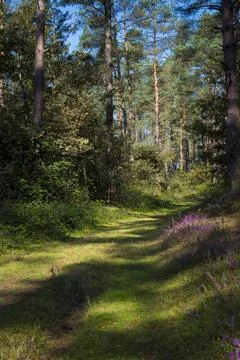 View on a forest in Terras do Mino Biosphere Reserve, Spain where galician .. Stock Photos