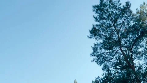View on forest through the side Window of the Car while driving Stock Footage 147607858