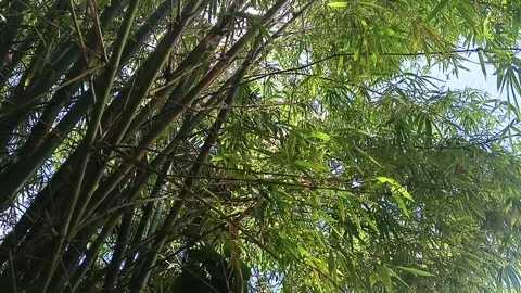 View Forest a Tilting Up View Of Bamboo Grove with Green forest tree Stock Footage 332577187