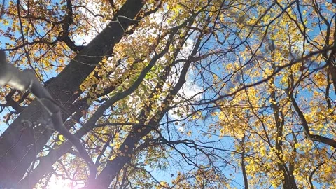 View in the forest with timelapse effect. Stock Footage 290506369