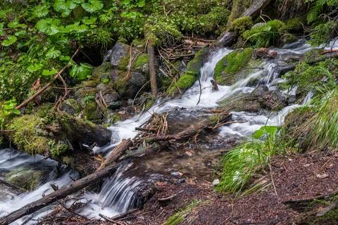 View on forest with tiny mountain river, Caucasus, Dombai, Russia Stock Photos