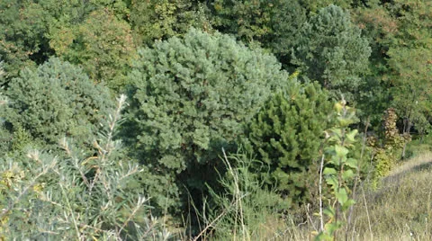 View of the forest from the top point Stock Footage 22750053