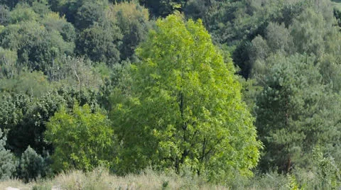 View of the forest from the top point Stock Footage 22750315