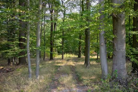 View of the forest with trail Stock Photos