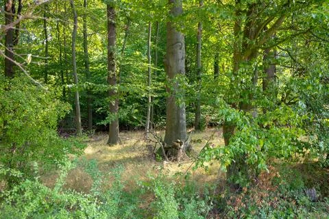 View of the forest with trail Stock Photos