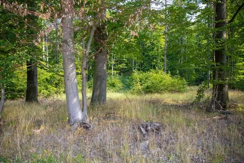 View of the forest with trail Stock Photos