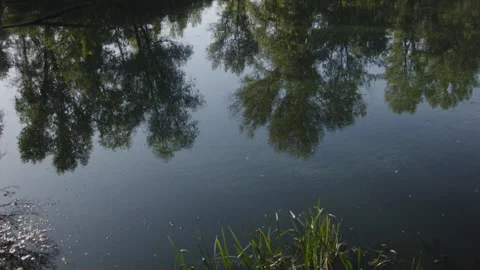 View of the forest trees reflection in the river early in the morning Stock-Footage 140765347