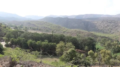 View of forest trees swaying in wind. Stock Footage 170278804
