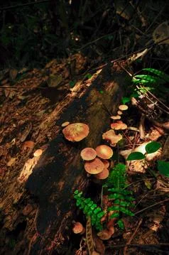 View of the forest undergrowth with dead tree, mushroom and fern plant 스톡 사진