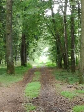 View from a forest-way Stock Photos