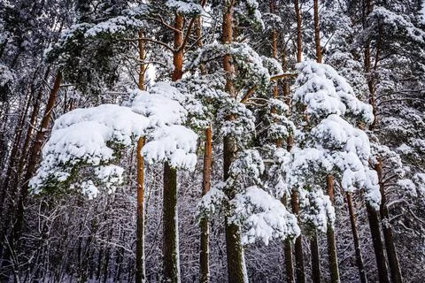 View of the forest, where pine branches are covered with large ones under a Stock Photos