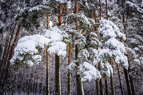 View of the forest, where pine branches are covered with large ones under a Stock Photos