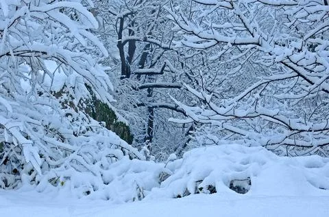 View of  the forest in winter Stock Photos