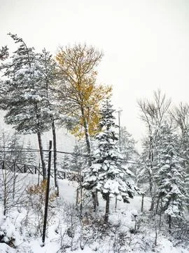 The view of the forest in winter Stock Photos