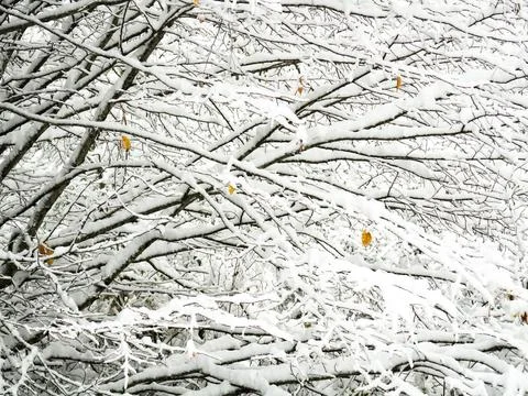 The view of the forest in winter Stock Photos