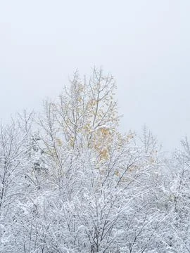 The view of the forest in winter Stock Photos