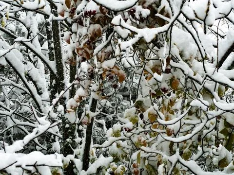 The view of the forest in winter 库存照片