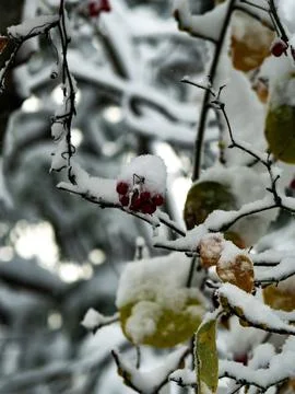 The view of the forest in winter Fotos de archivo