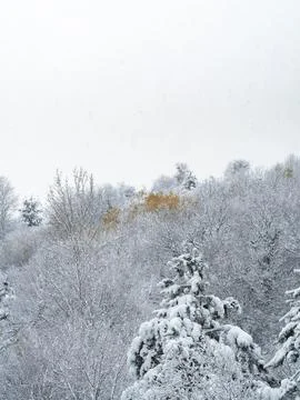 The view of the forest in winter Stock Photos