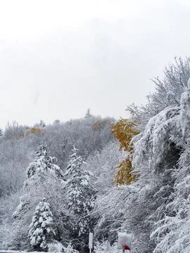 The view of the forest in winter Stock Photos