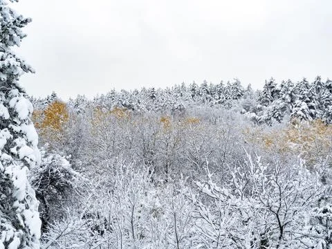 The view of the forest in winter Stock Photos