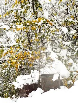 The view of the forest in winter Stock Photos