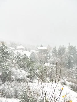 The view of the forest in winter Stock Photos