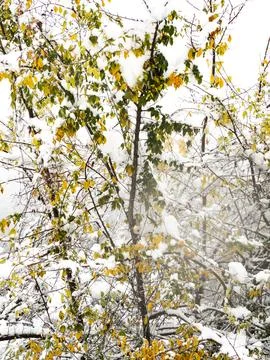 The view of the forest in winter Stock Photos
