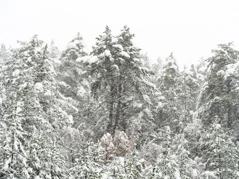 The view of the forest in winter Stock Photos