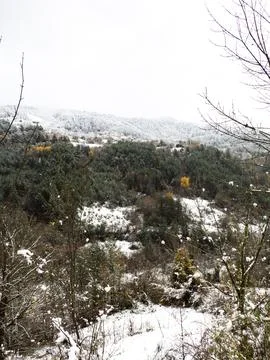 The view of the forest in winter Stock Photos