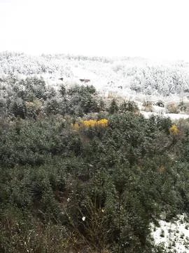 The view of the forest in winter Stock Photos