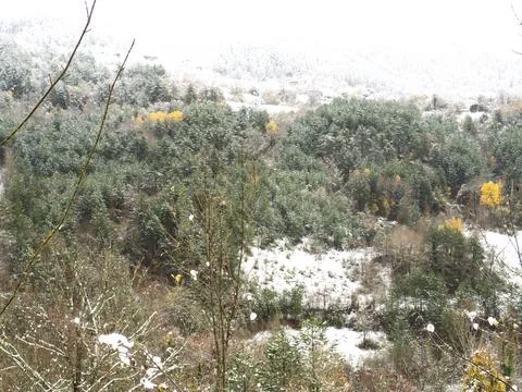 The view of the forest in winter Foto stock