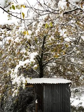 The view of the forest in winter Stock Photos