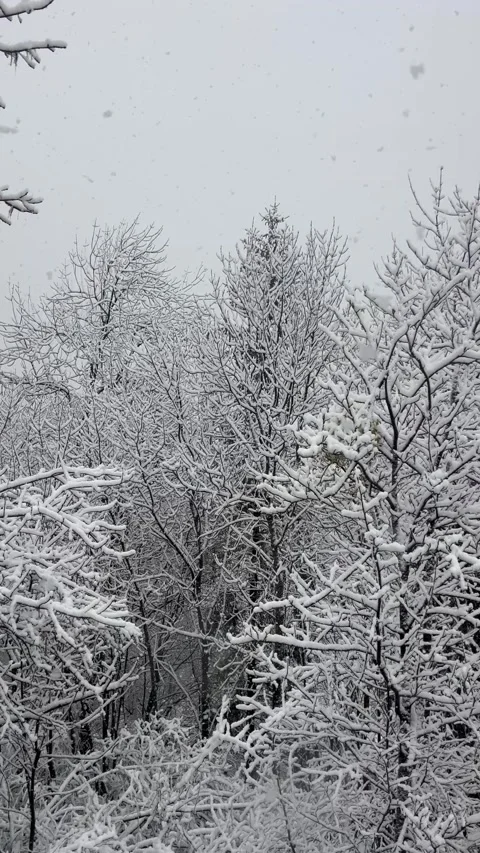View of forest by winter with snowy trees Stock Footage 337060542