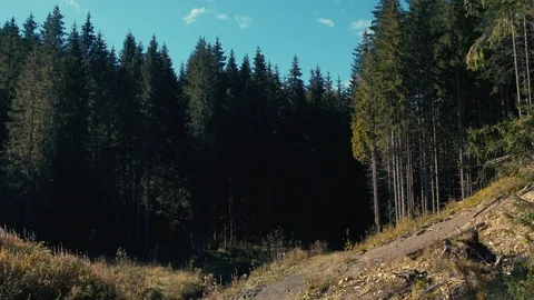 A view of the forested slopes of the mountains landscape Stock Footage 110809198
