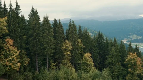 A view of the forested slopes of the mountains landscape Stock Footage 110809589