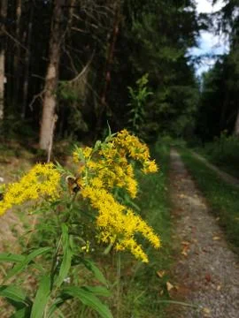 View from forestpath Stock Photos
