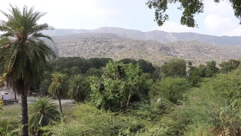 View of forest,trees swaying in wind. Stock Footage 170239273