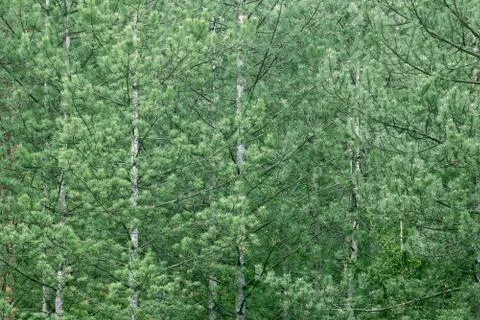 View of forrest of green pine trees on mountainside fir Stock Photos
