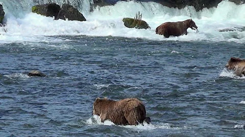 View of Four Bears from Below the Falls - One With a Fish Stock Footage 51110530