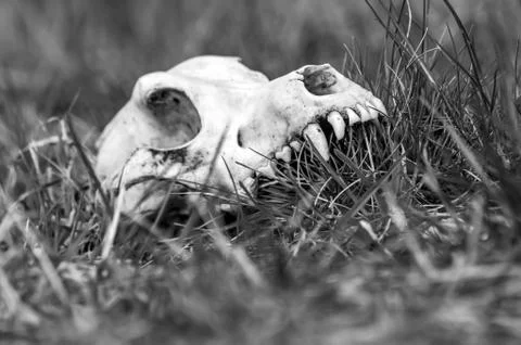 View on a fox skull on a field Stock Photos