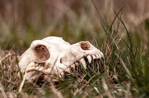 View on a fox skull on a field Stock Photos