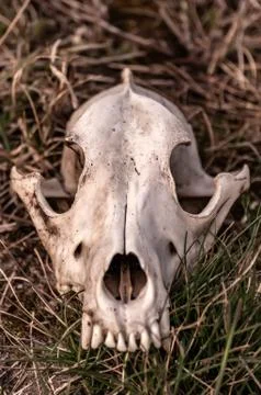 View on a fox skull on a field Stock Photos
